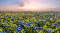 Blueberries at sunset.