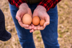 Pete & Gerry’s Home Run Eggs