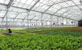 BrightFarms greenhouse