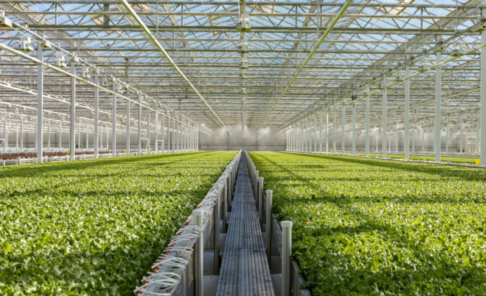 Little Leaf Farms Doubles Greenhouse Lettuce Capacity, Expands Along East  Coast