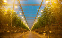 NatureFresh Farms new Leamington greenhouse