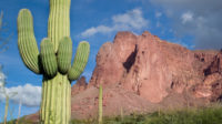 Arizona dessert with cactus